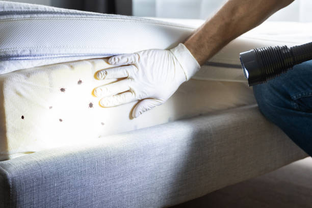 Best Local Pest Control Services  in Aptos, CA