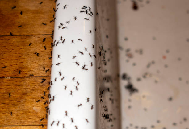 Best Residential Pest Control  in Aptos, CA